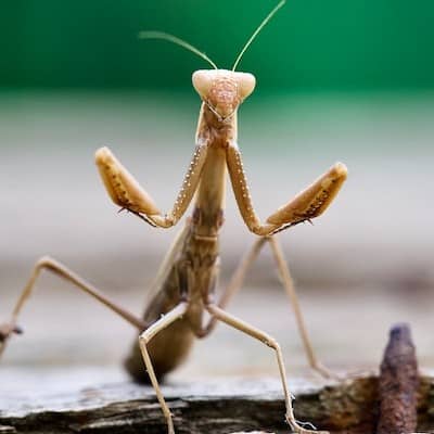 Mantis_pose