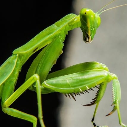 praying mantis