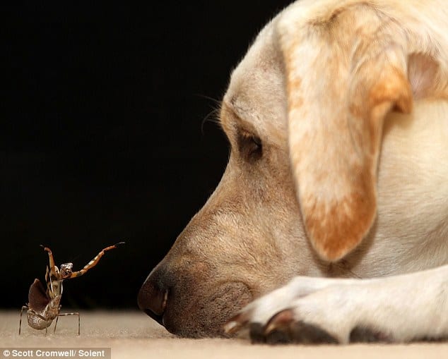 Are praying mantis dangerous to dogs?