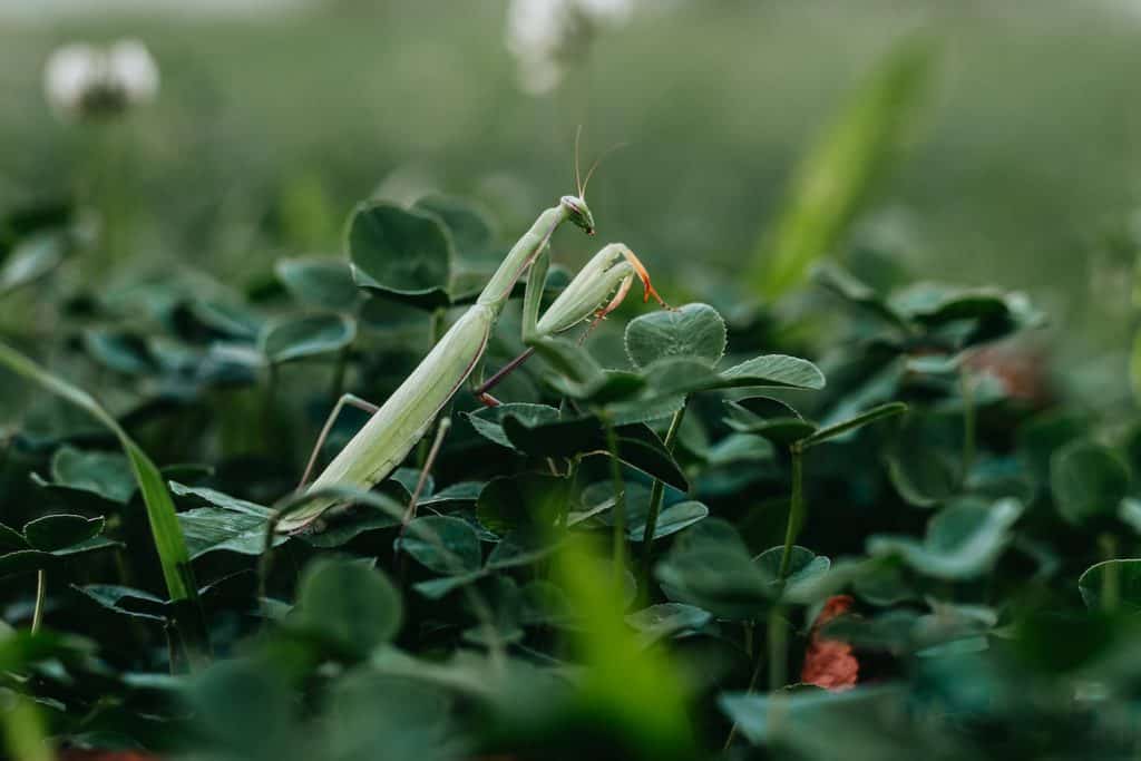 6 Tricks on how to tell if praying mantis eggs are fertile