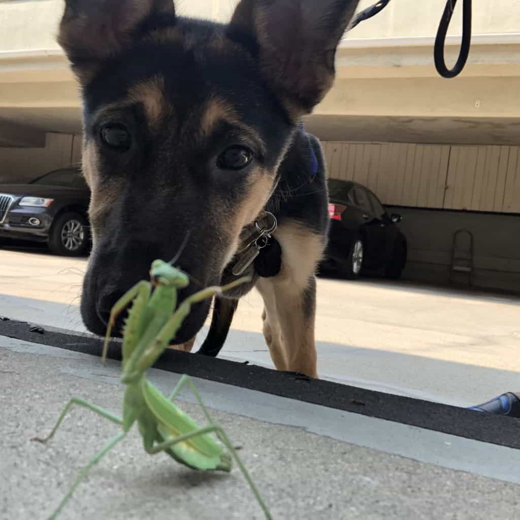 Are Praying Mantis Poisonous to Dog?