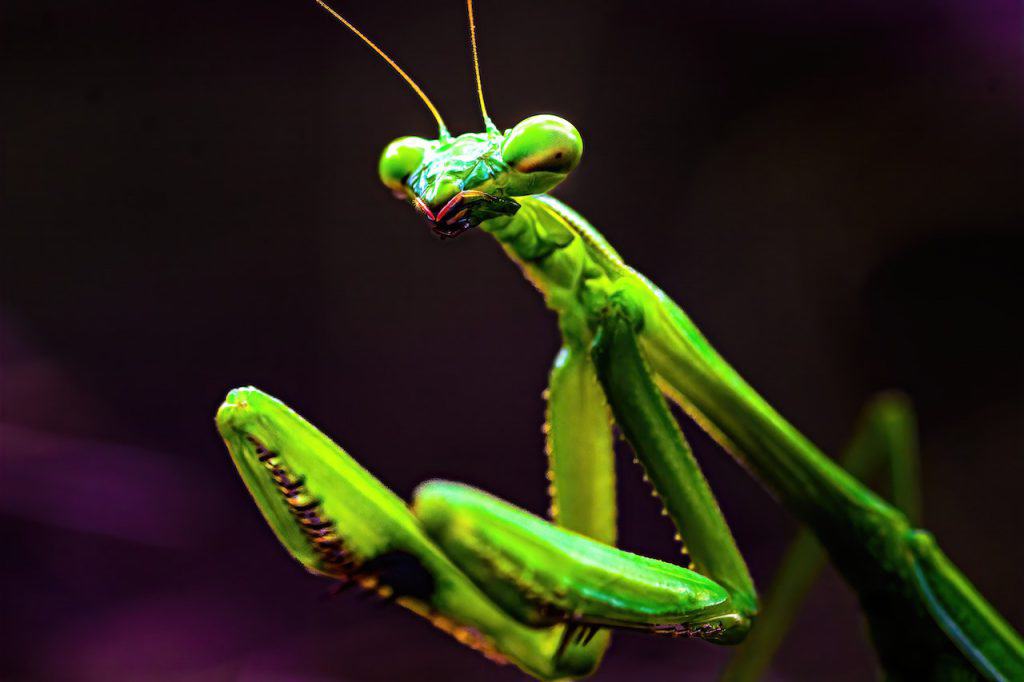 Are praying mantis dangerous?