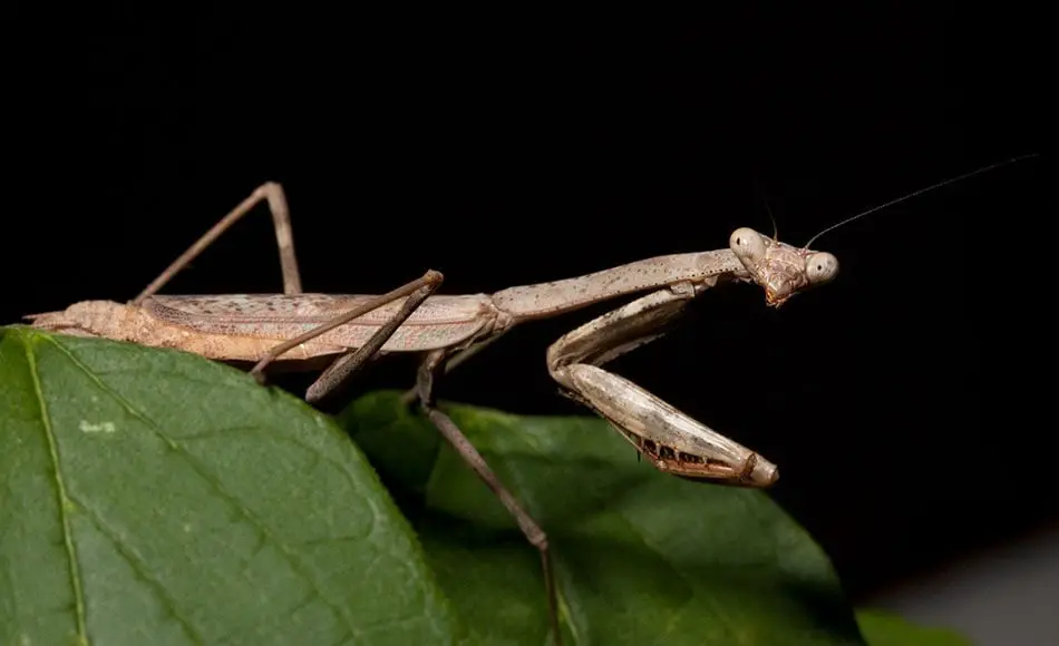 are praying mantis endangered