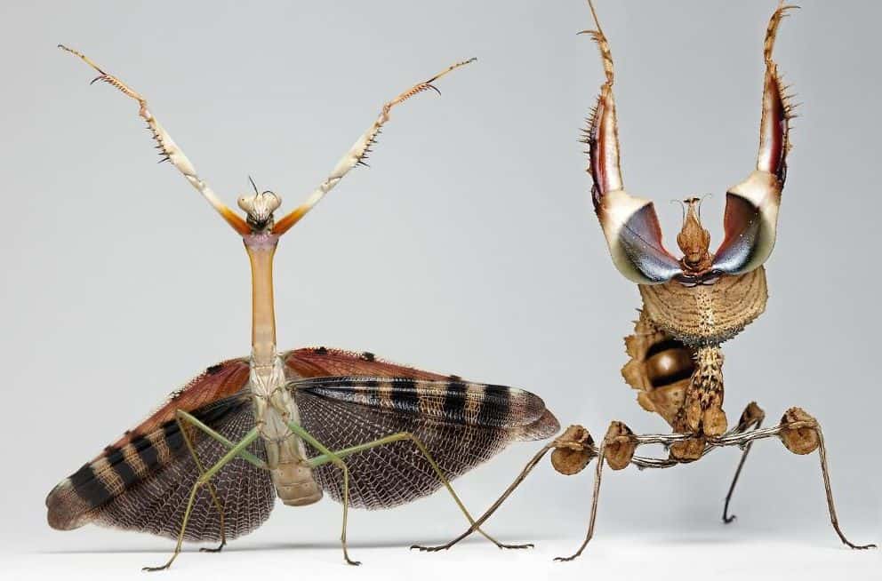 biggest mantis species