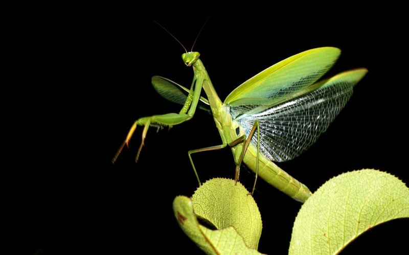 Can a praying mantis fly?