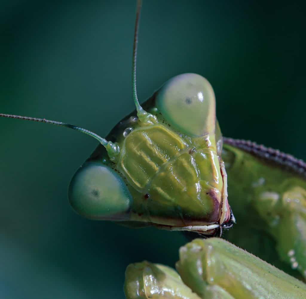 Can praying mantis bite?