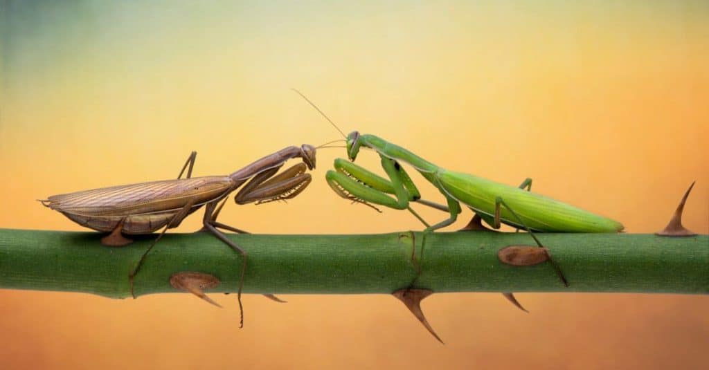 difference between male and female praying mantis