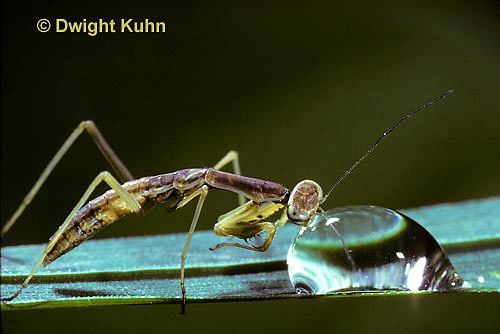 do praying mantis drink water