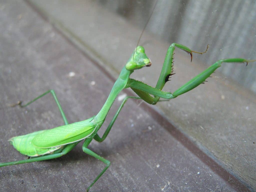 do praying mantis make noise?