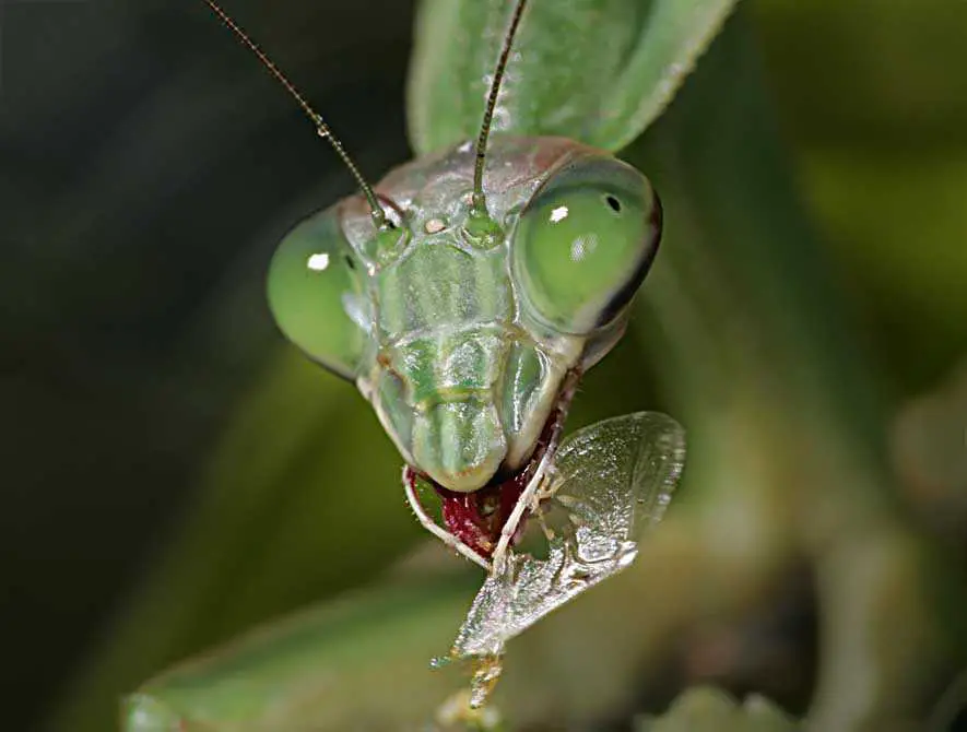 do praying mantis spit