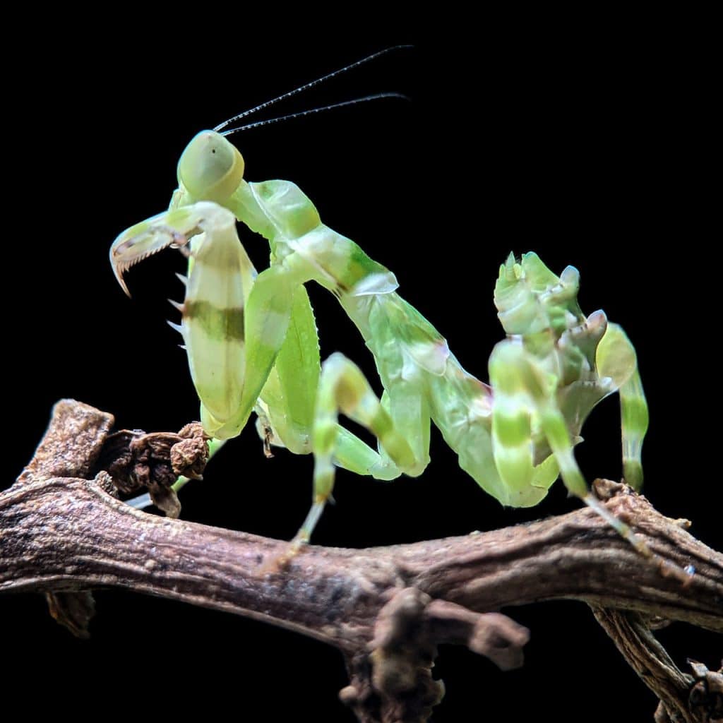 Does praying mantis bite hurt?