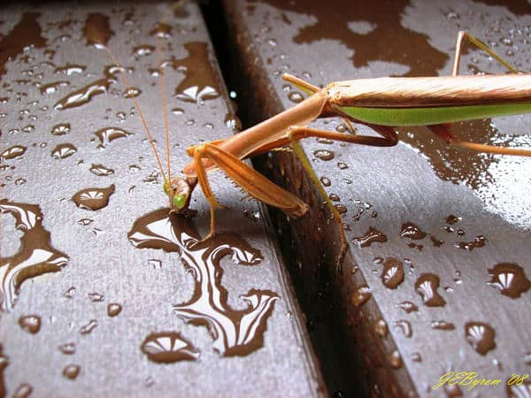 how do praying mantis drink water