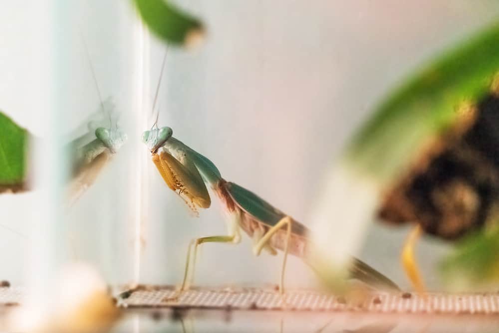 how long do praying mantis live in captivity