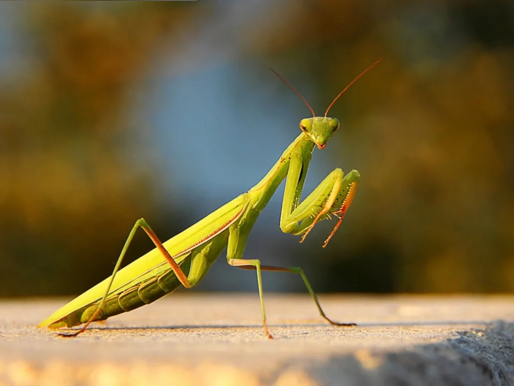 how much can a praying mantis lift