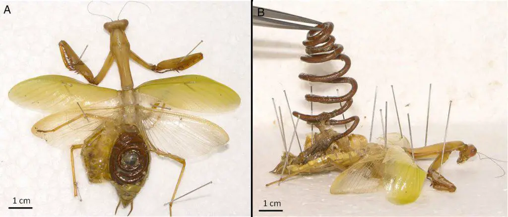 how to tell if a praying mantis has a parasite