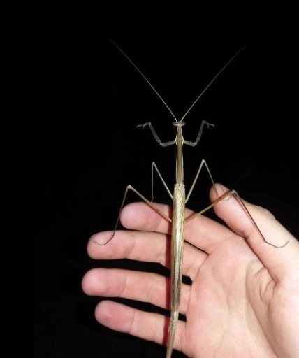 world's biggest praying mantis species