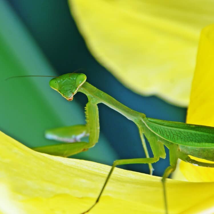 praying mantis endangered