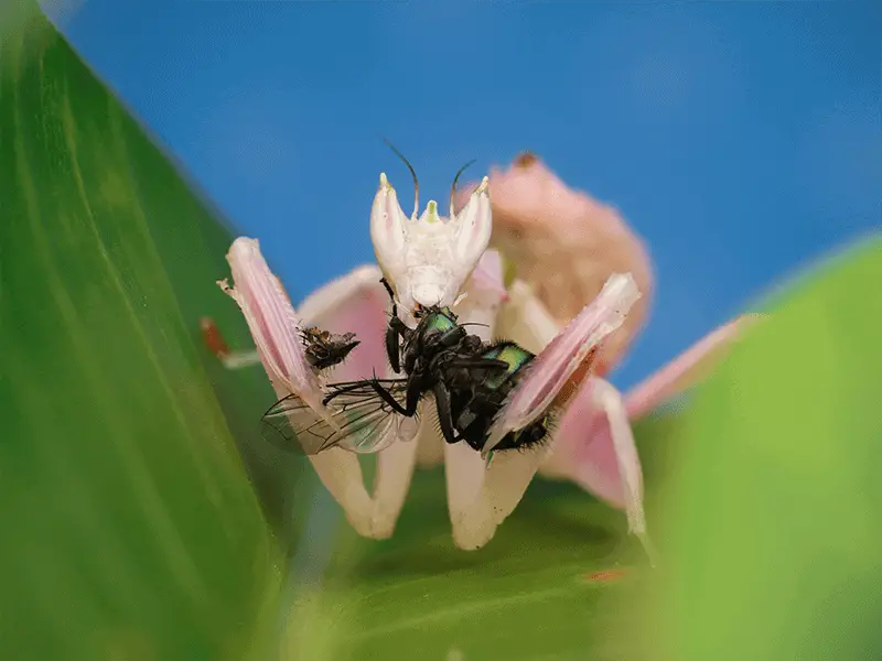 is it illegal to kill praying mantis