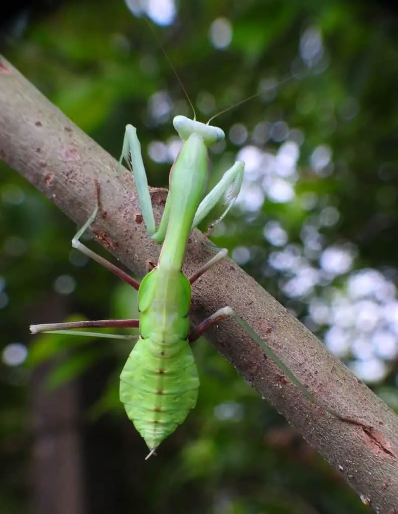 large praying mantis