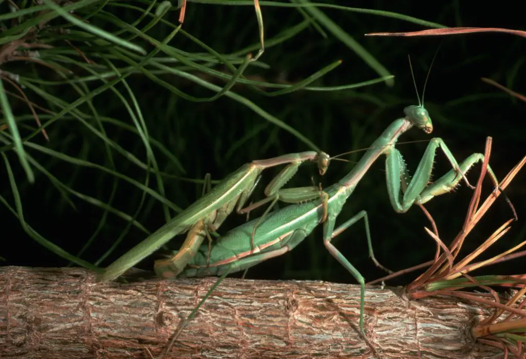 male vs female praying mantis