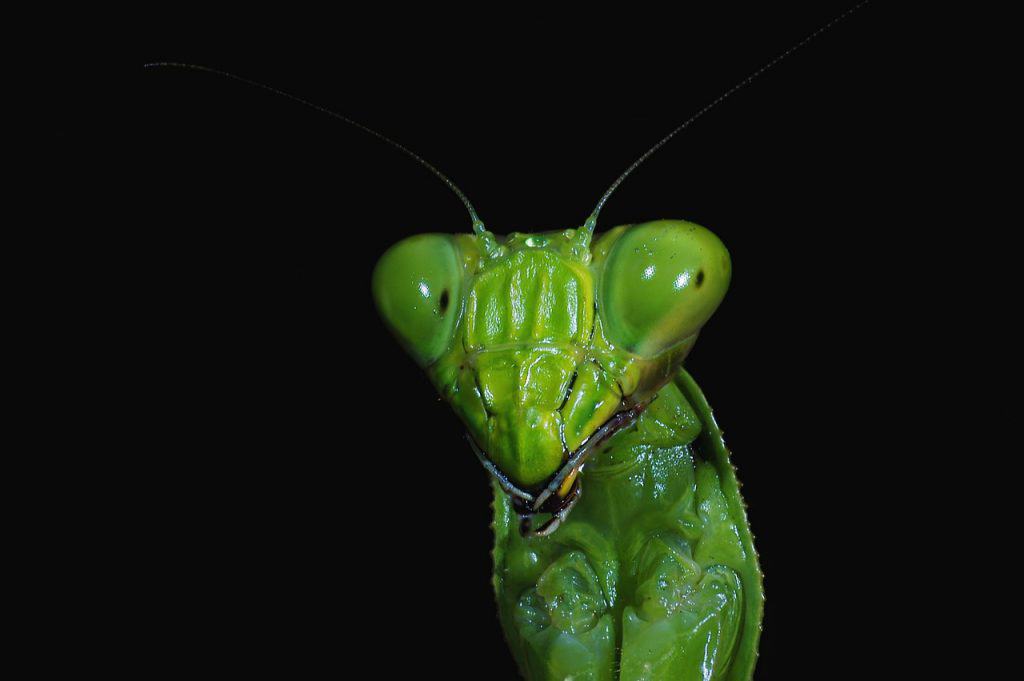 Pseudopupils of praying mantis