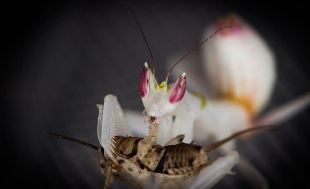 orchid mantis purple eyes