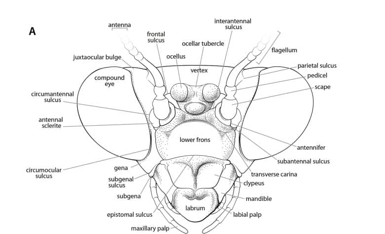 praying mantis head anatomy