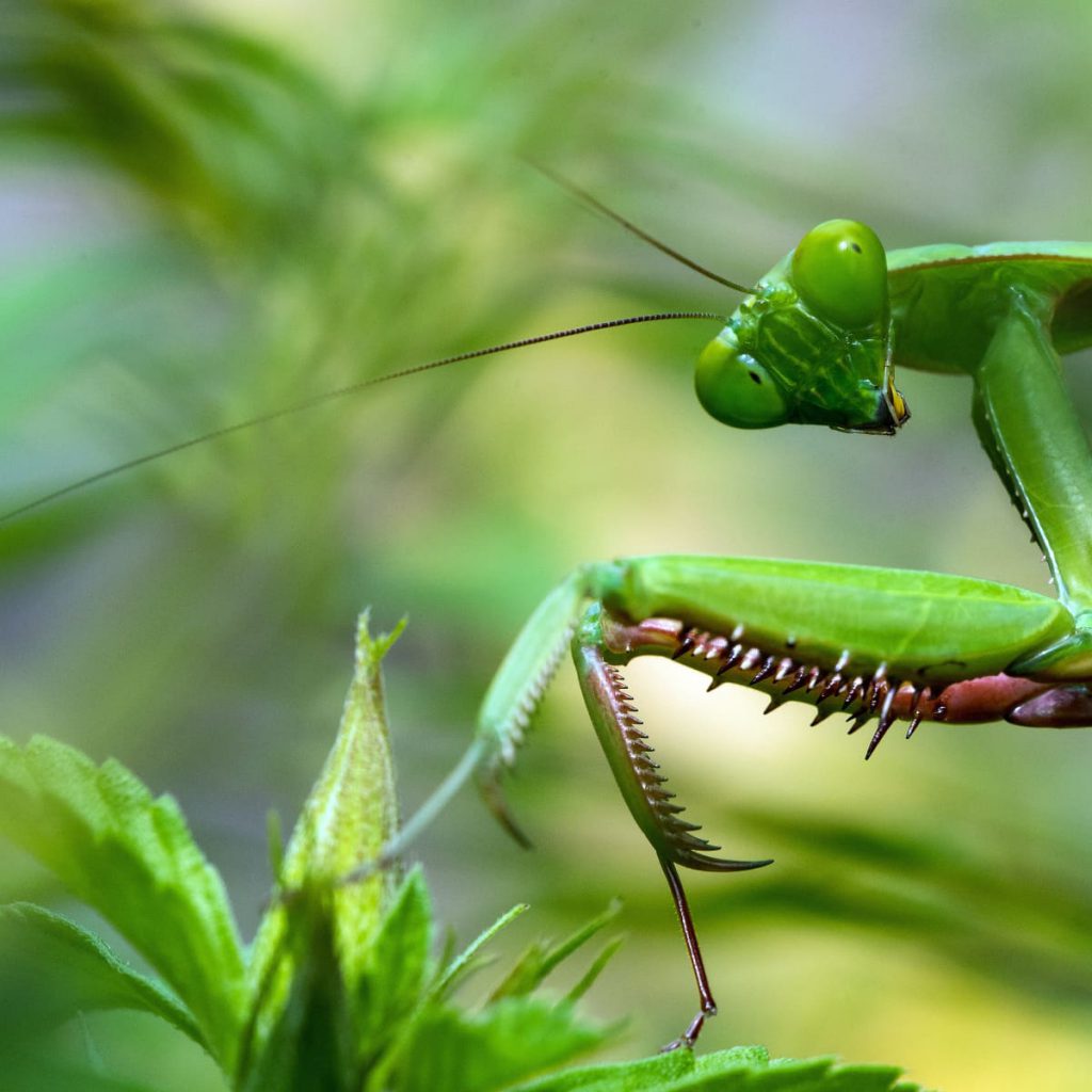 praying mantis