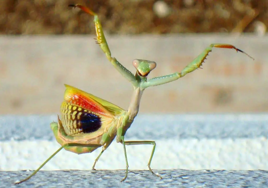 Praying mantis dance