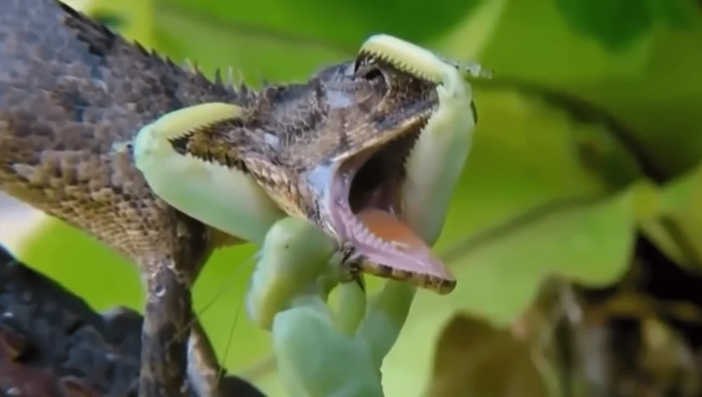 praying mantis eating lizard