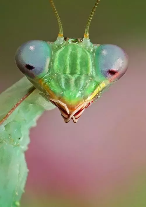 Praying mantis pseudopupils