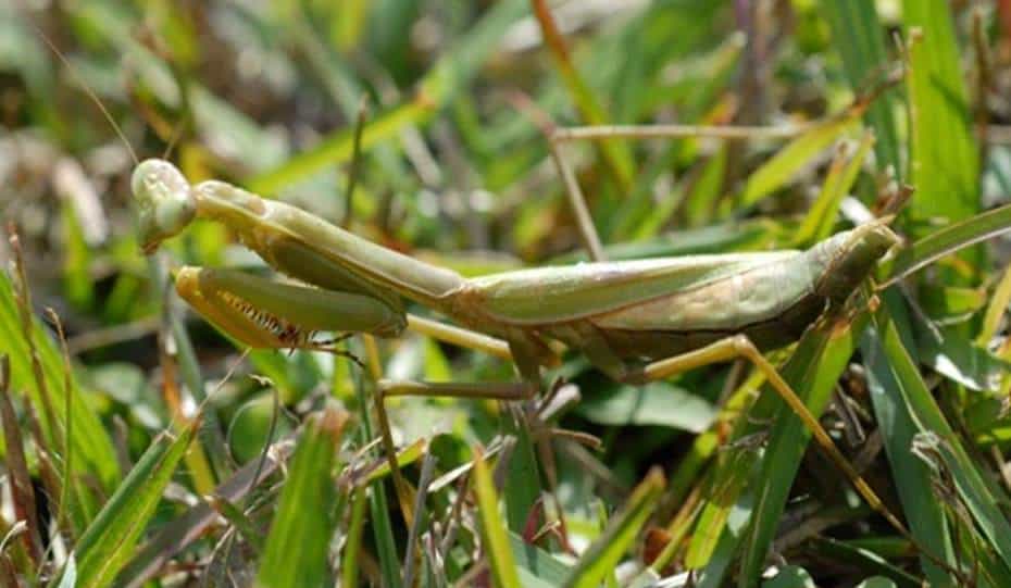 praying mantis lifespan in captivity