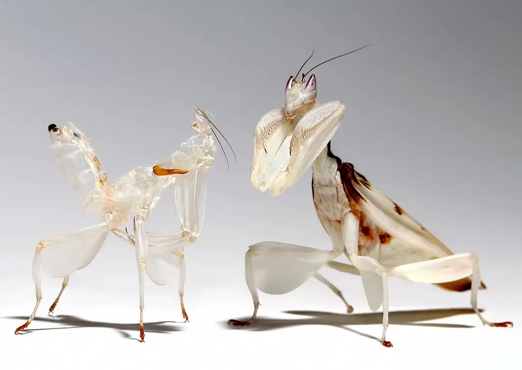 praying mantis molting