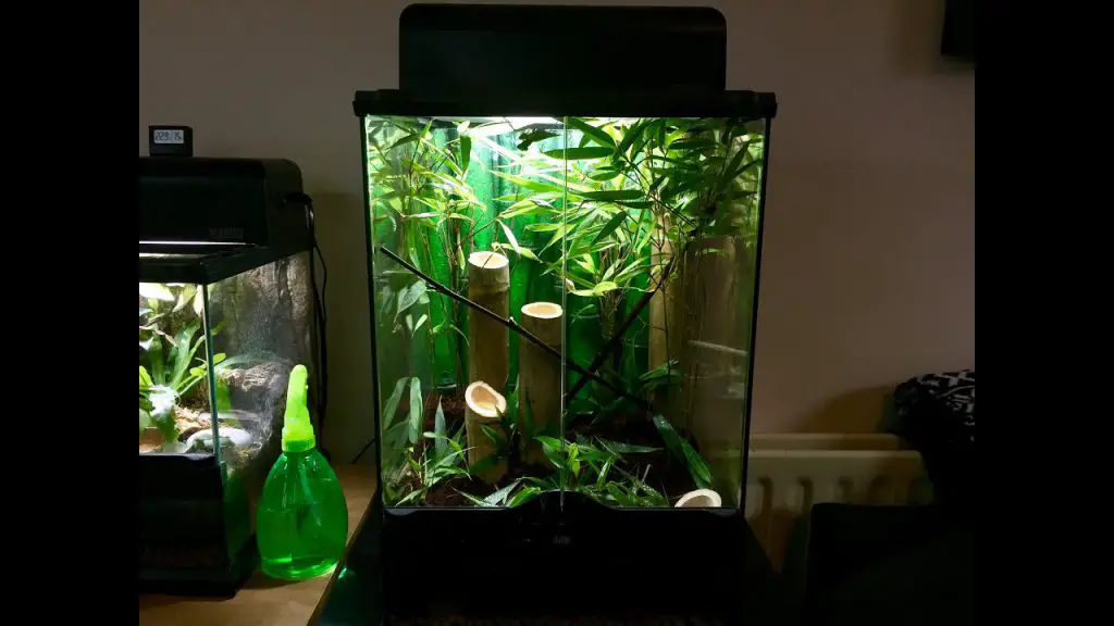 praying mantis terrarium