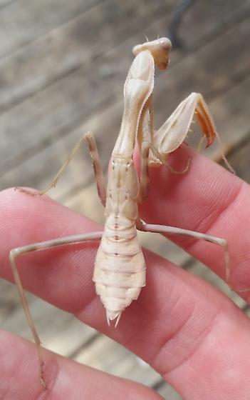 praying mantis white