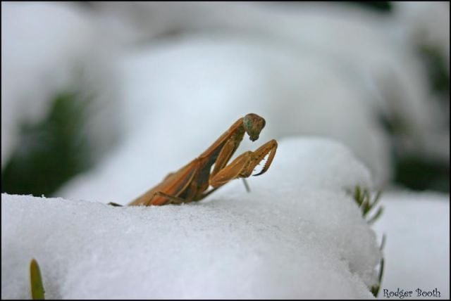 What do praying mantis do in the winter