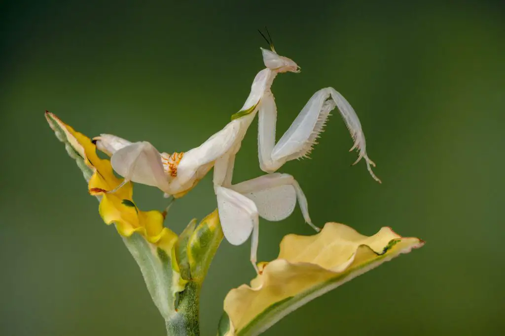 white praying mantis species