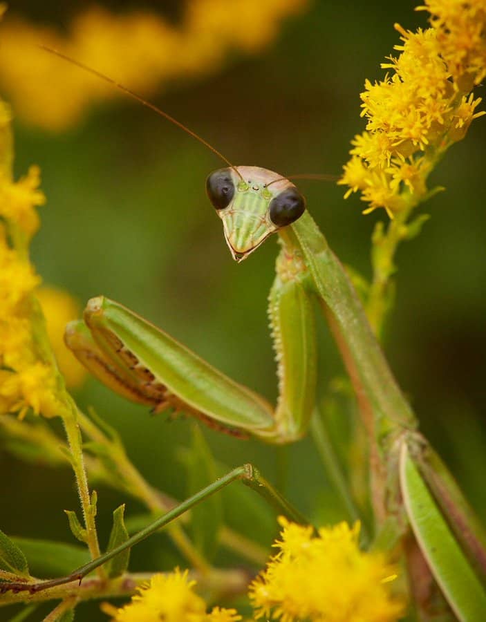 Praying mantis black eyes