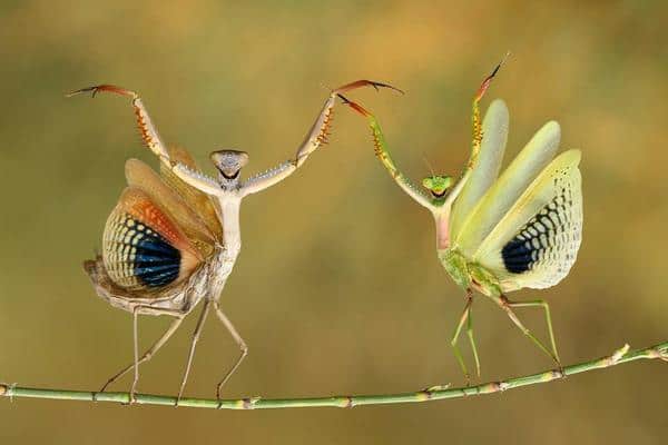 Why do praying mantis sway?