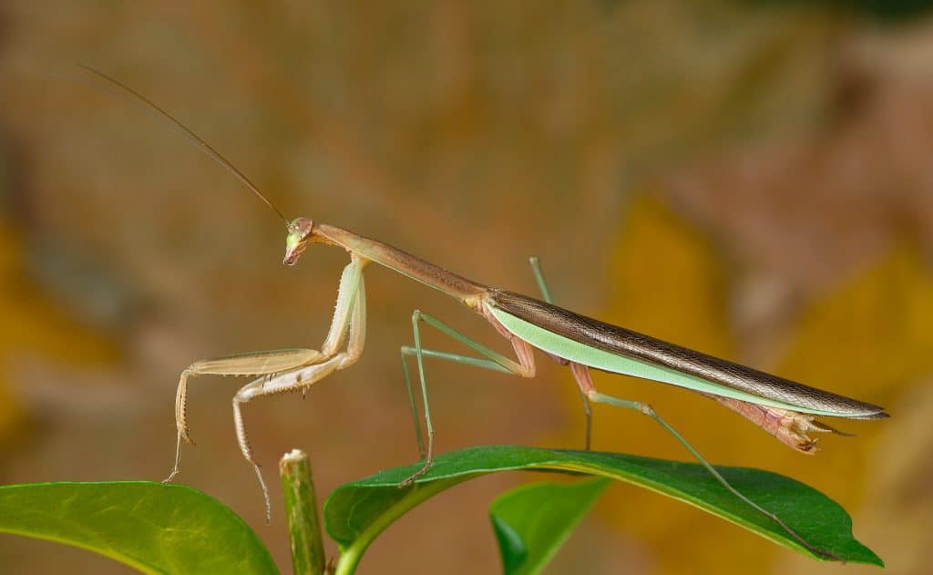 world's biggest praying mantis