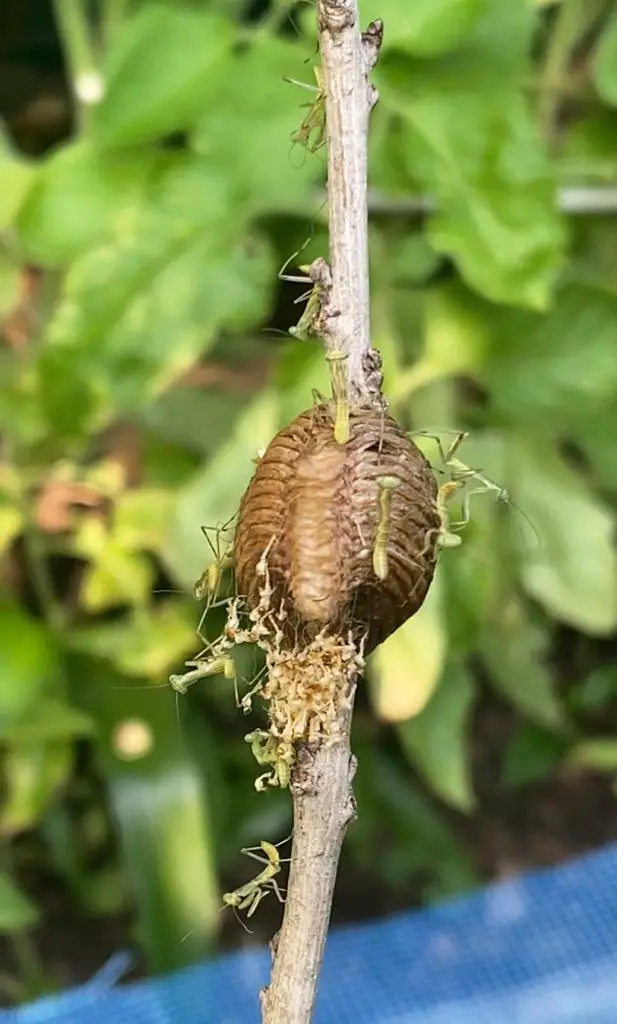 Giant asian mantis ootheca