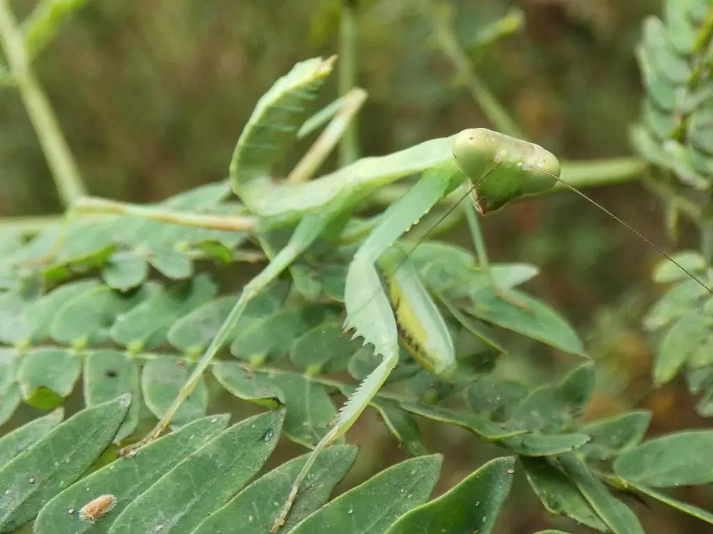 Hierodula species