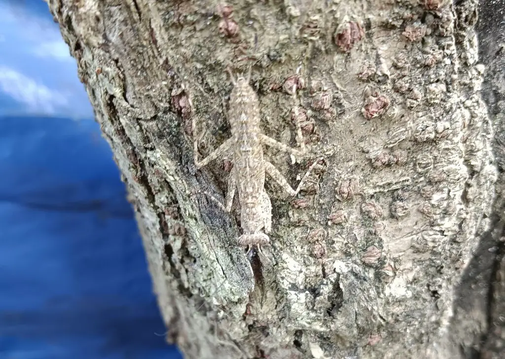 Humbertiella bark imiting mantis