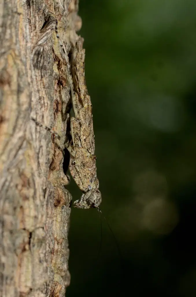 Humbertiella species