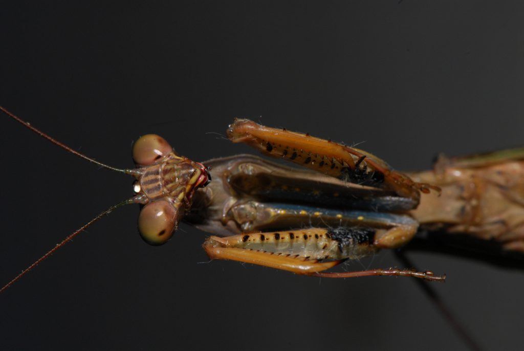 Madagascan Marble Mantis
