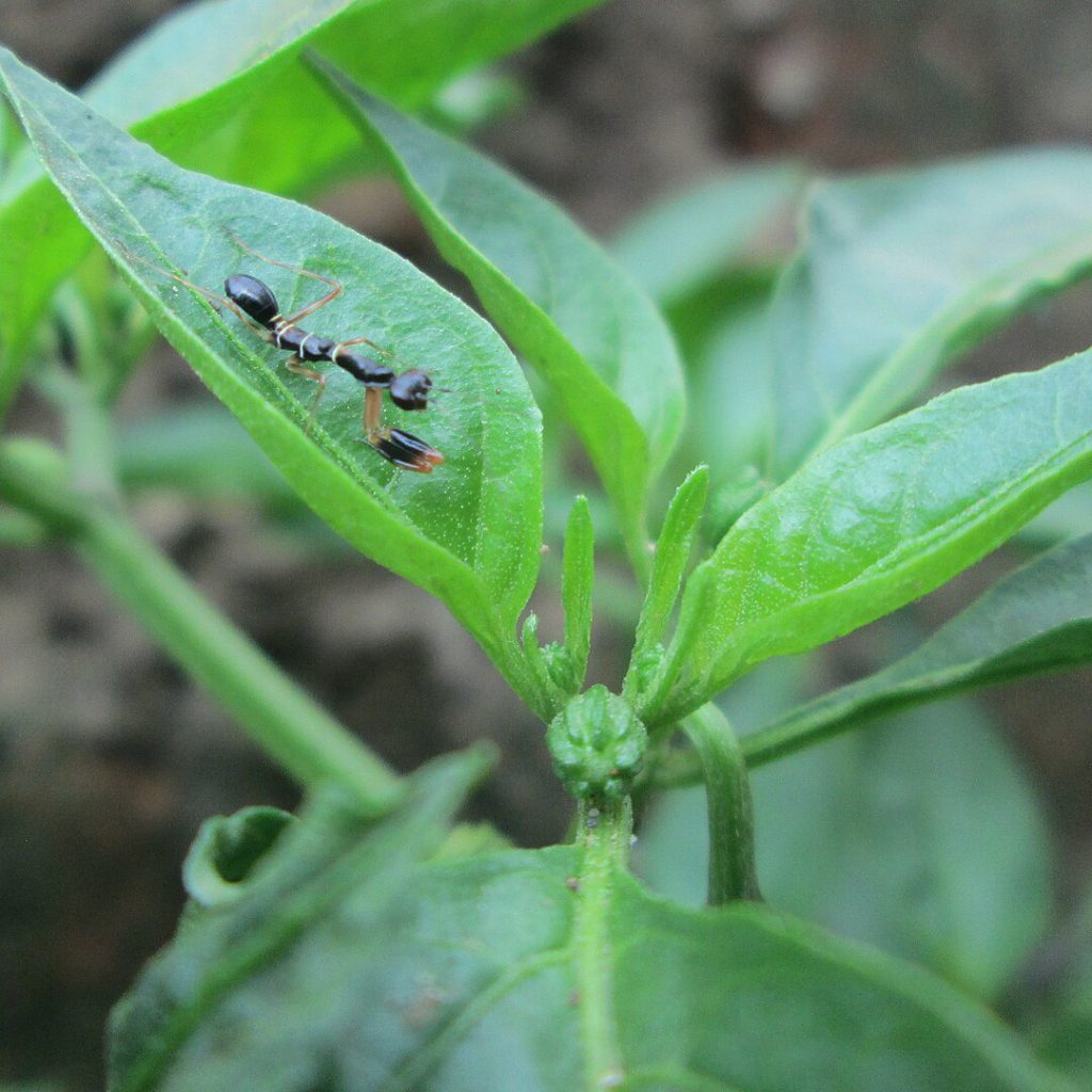 Odontomantis micans