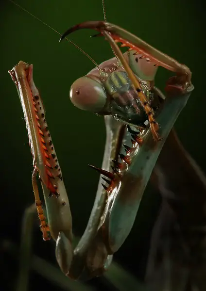Mega Mantis