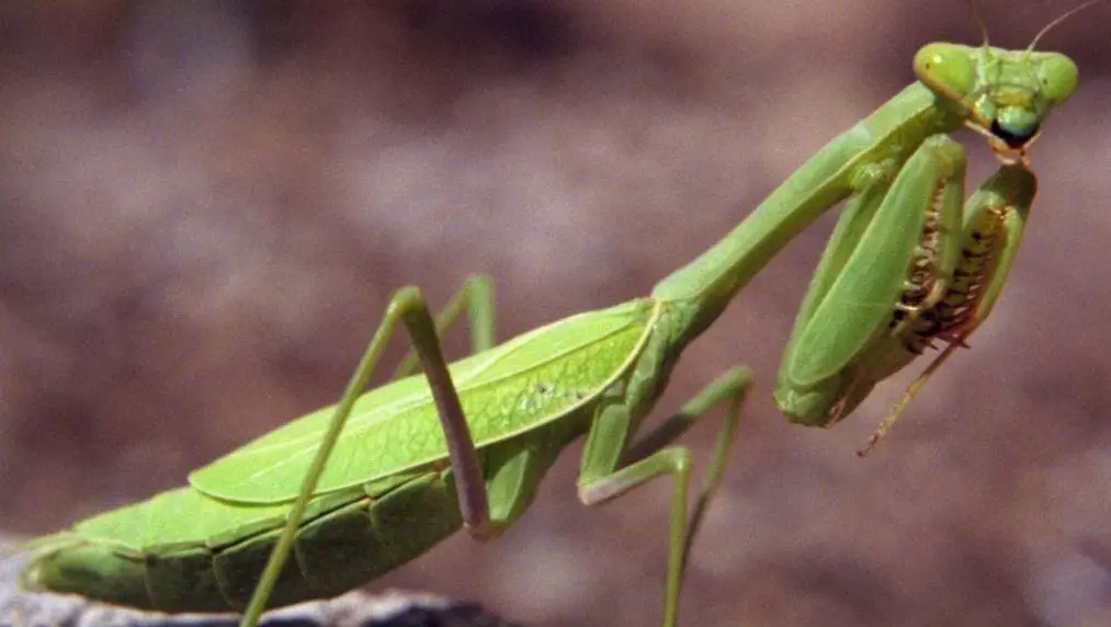 are praying mantis poisonous