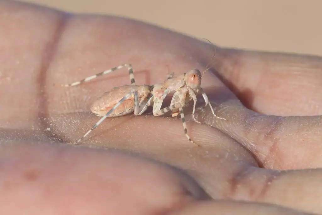 desert mantis care