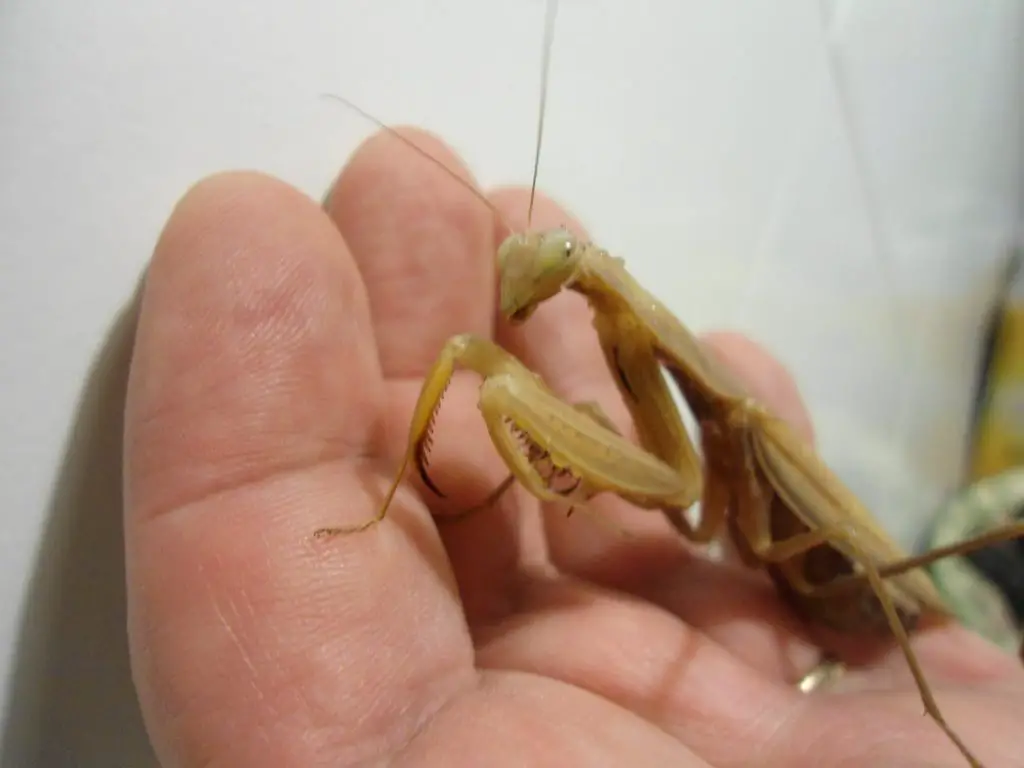 do praying mantis die after laying eggs